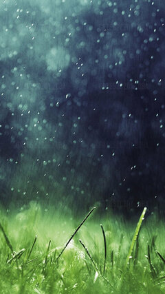 Wet_green_grass-wallpaper-10792905[1].jpg