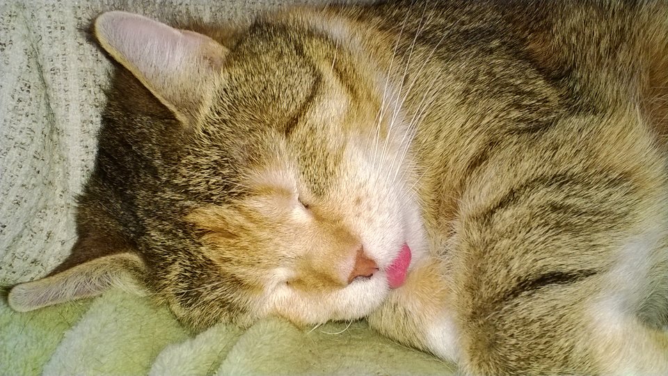 WP_20170224_004.jpg - Ratl