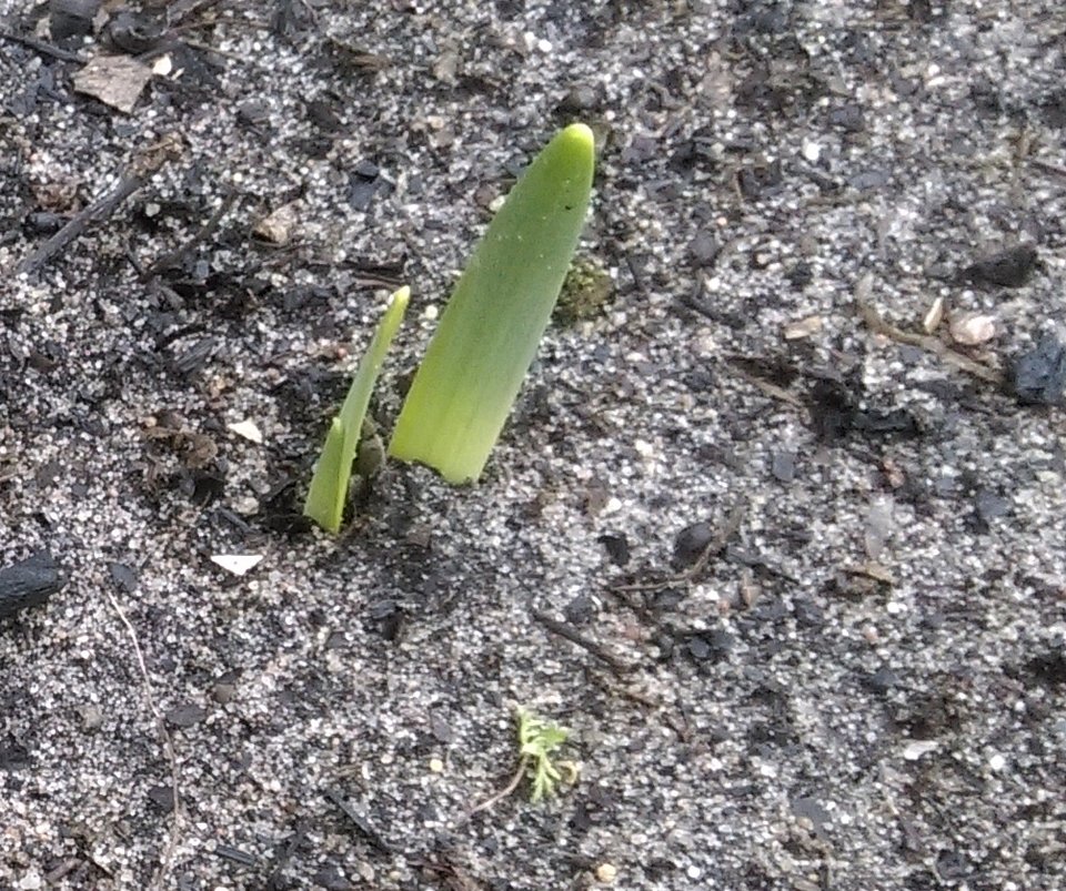 wiosna03.jpg - Lukacz2017