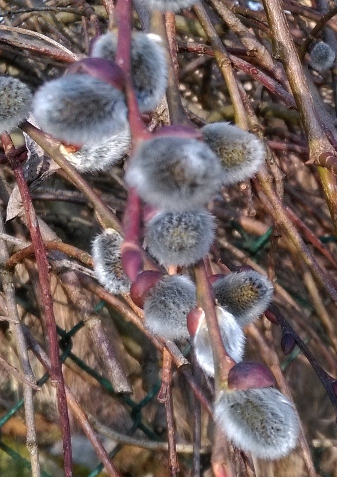 wiosna02.jpg - Lukacz2017