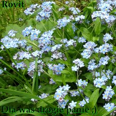 Z okazji waszego Święta wszystkiego dobrego życzę