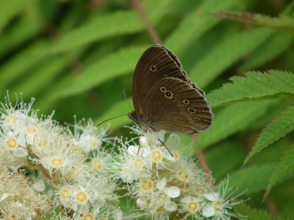 DSCF9829.JPG - NauczeCieLatac