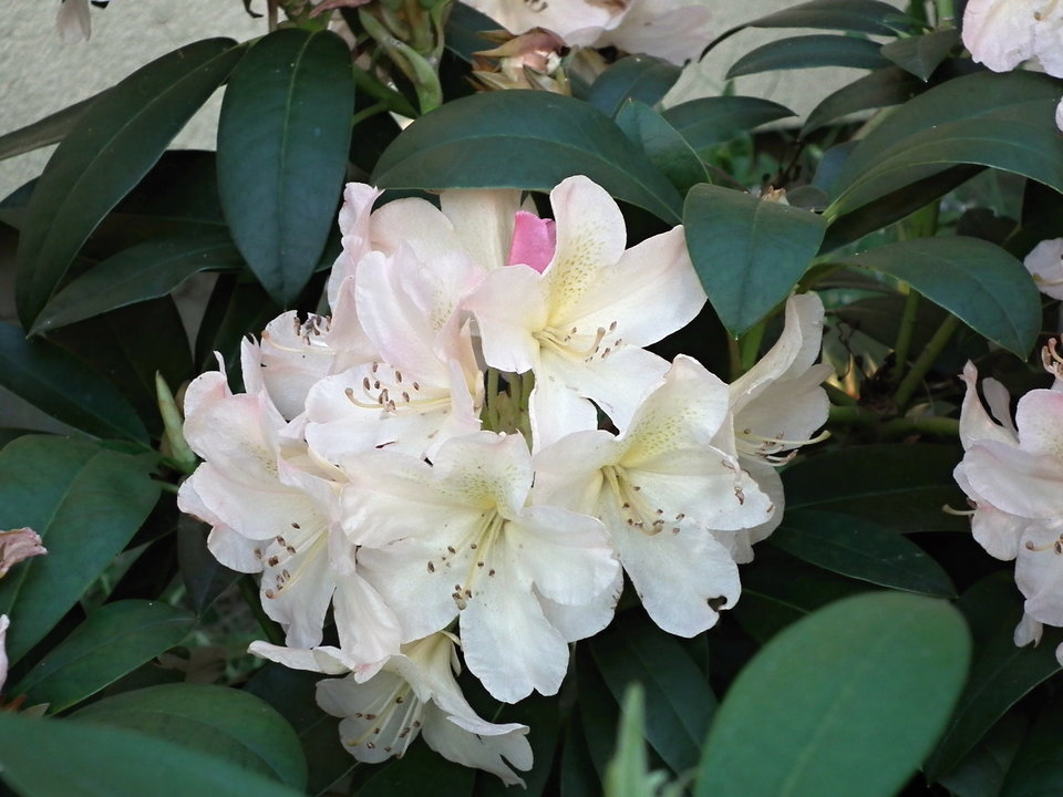 DSCF9058.JPG - NauczeCieLatac