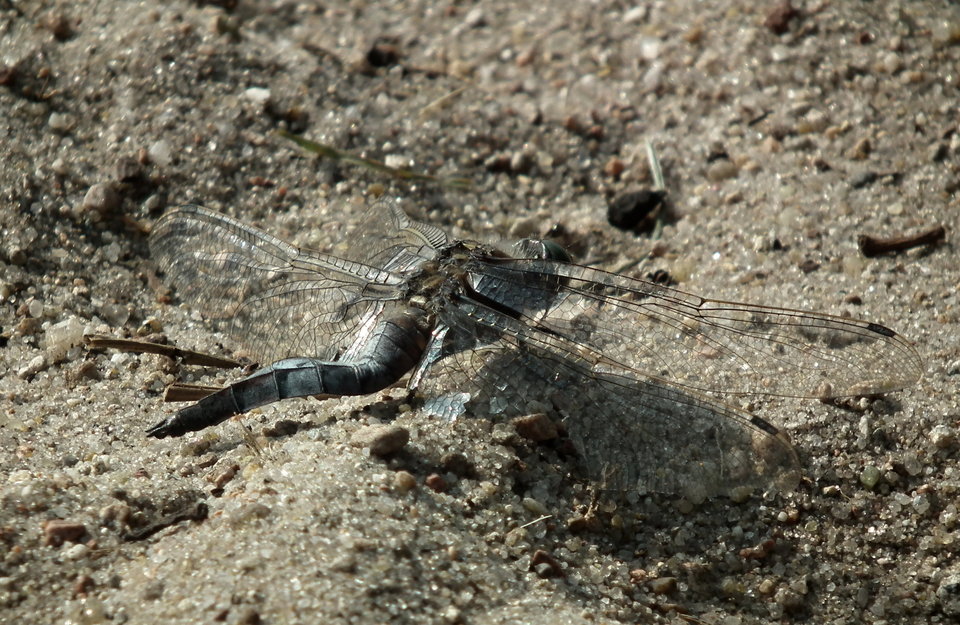 DSCF7780.JPG - NauczeCieLatac