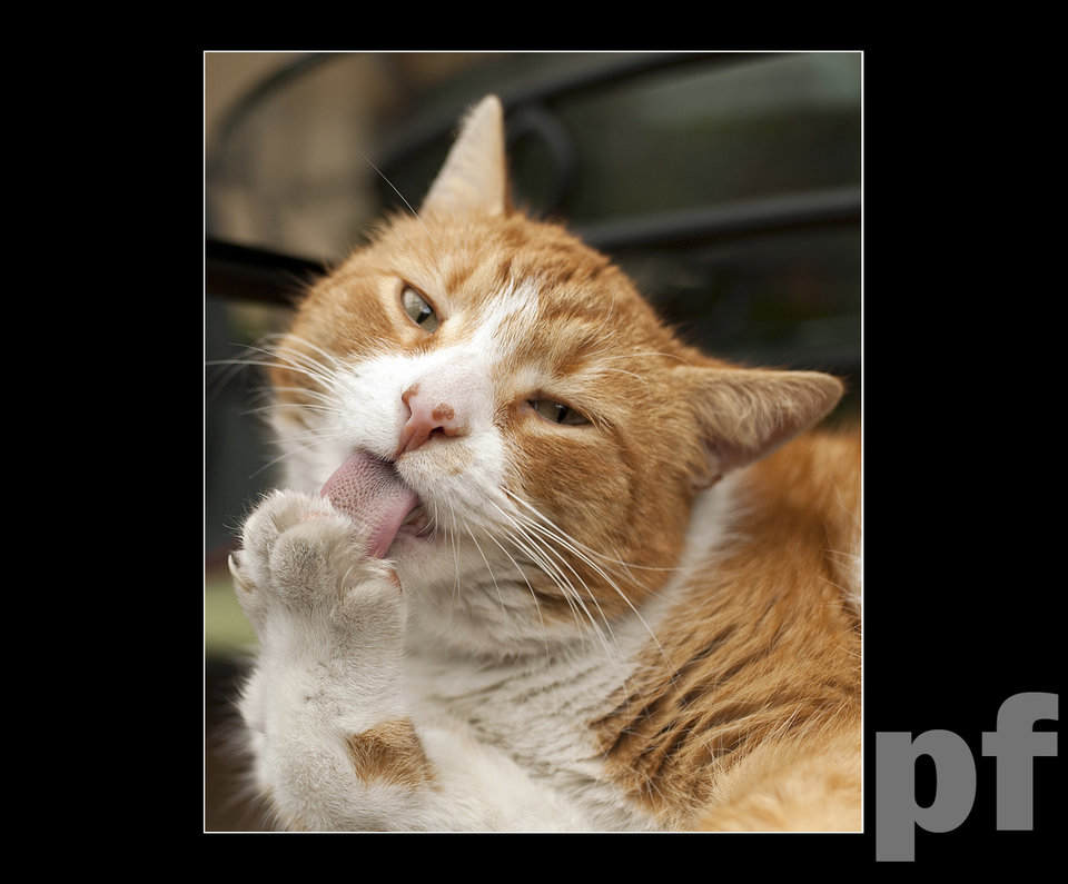 LUBIĘ LIZAĆ - panfoto