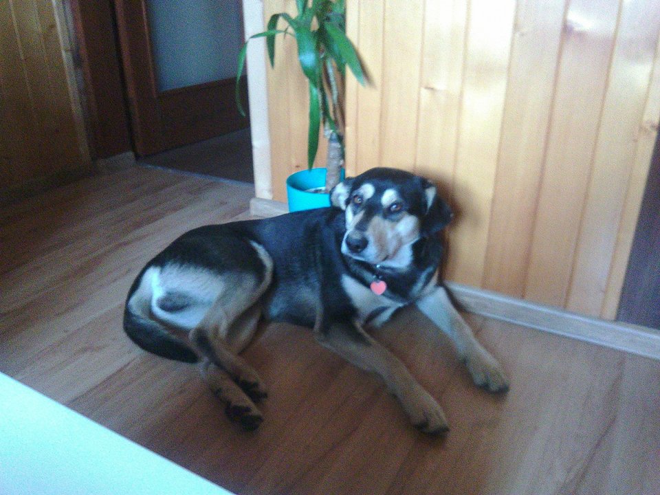 IMG_20170301_151334.jpg - gabarznik