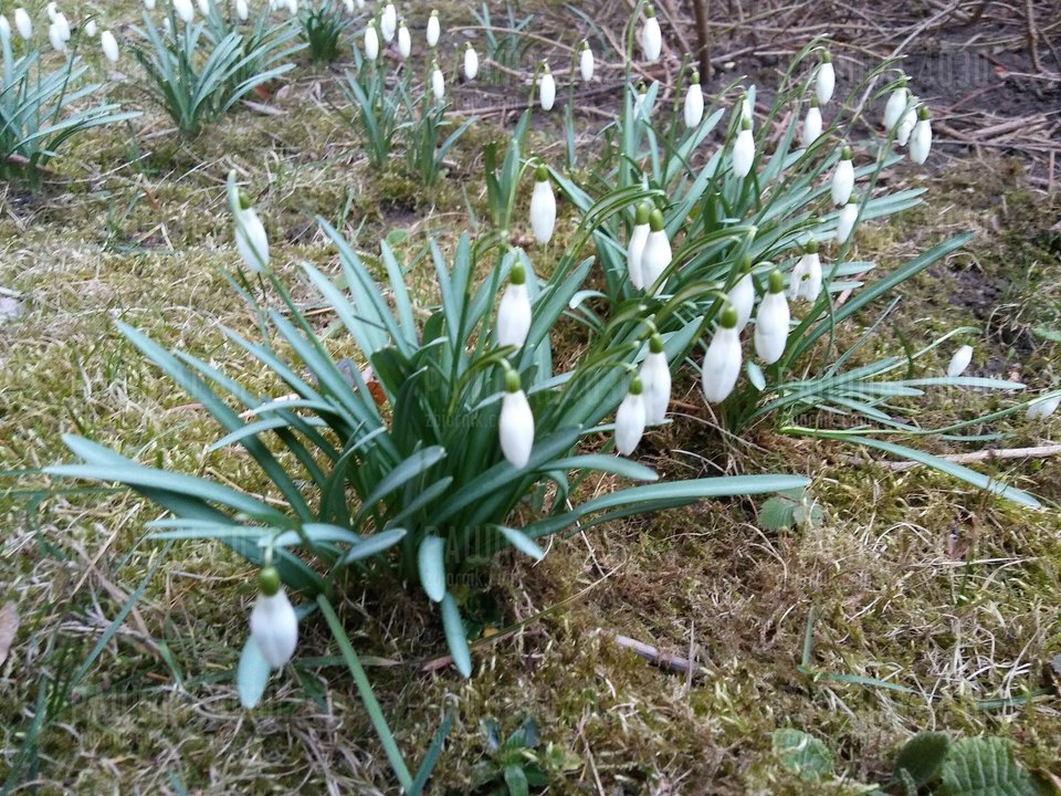 20170308_064032[1].jpg - pawmal4030