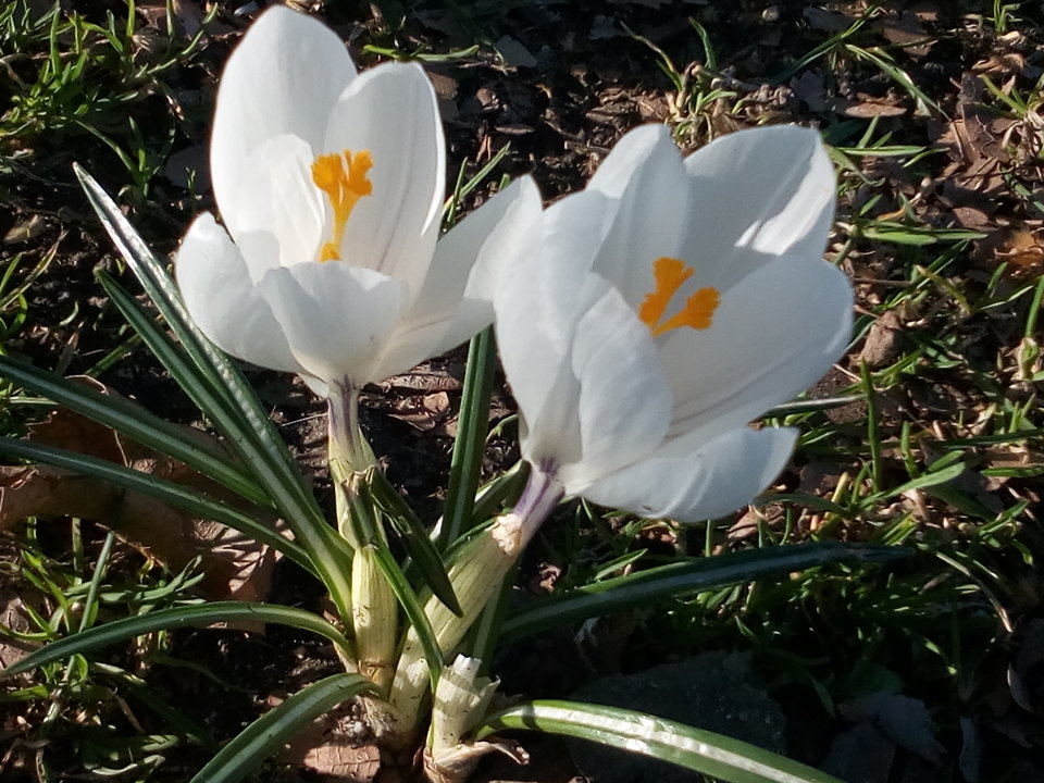 IMG_20170324_154947.jpg - kostek1234