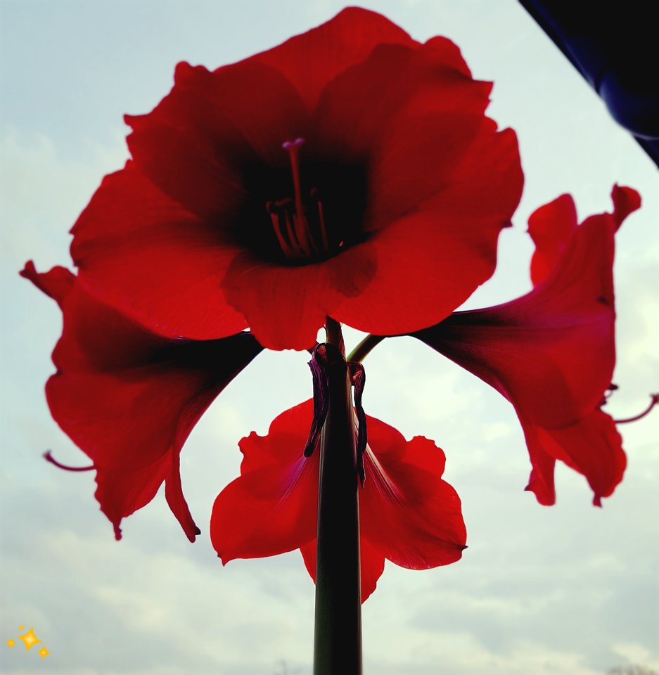 W PEŁNEJ KRASIE - Jack061