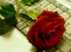 czerwona róża na....jpg