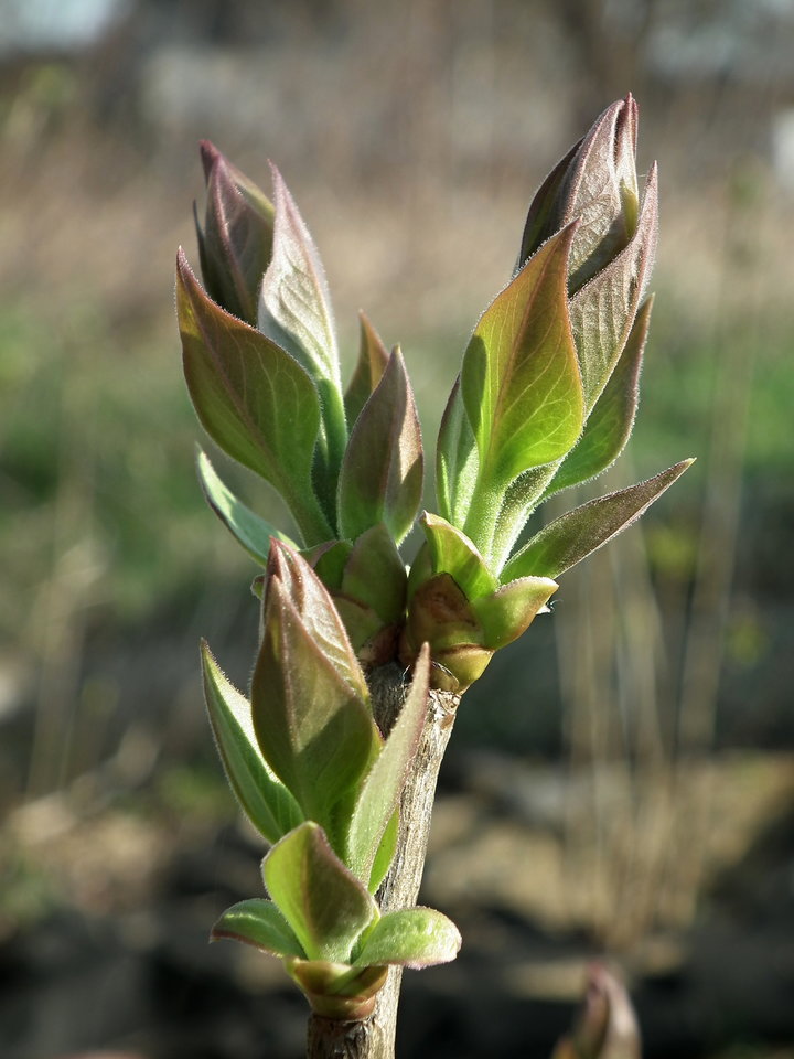 Krzew - NauczeCieLatac