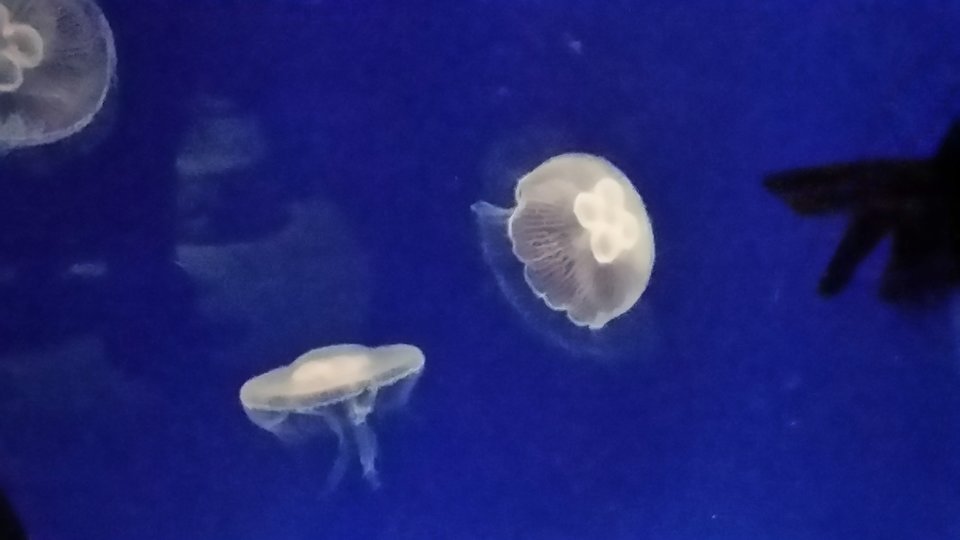 20161120_144827.jpg - Milionerka