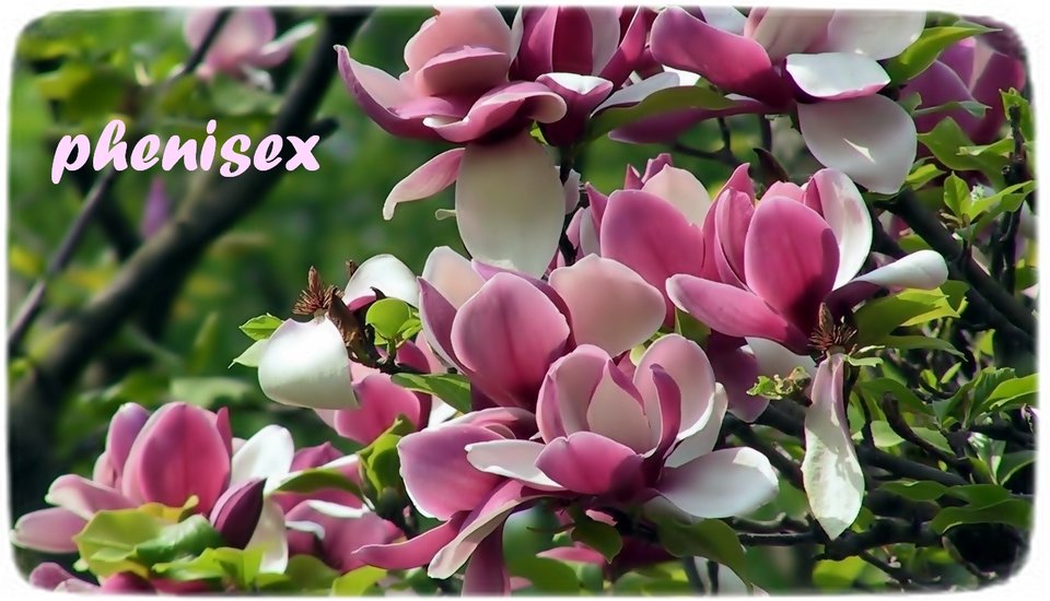 Wiosna , wiosna ... - phenisex