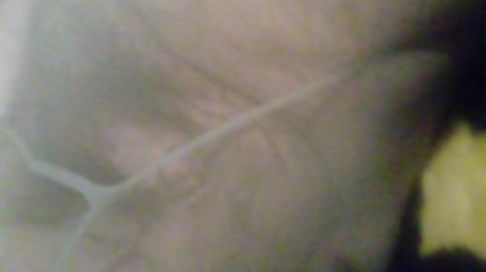 20170413_210730.jpg - Kamilia