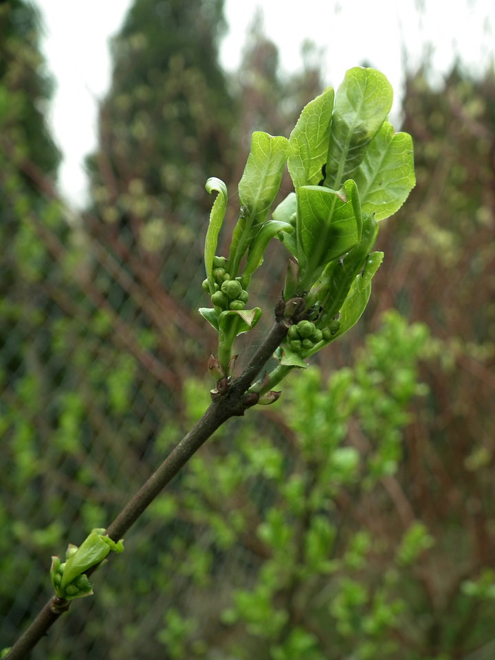 DSCF0929.JPG - NauczeCieLatac