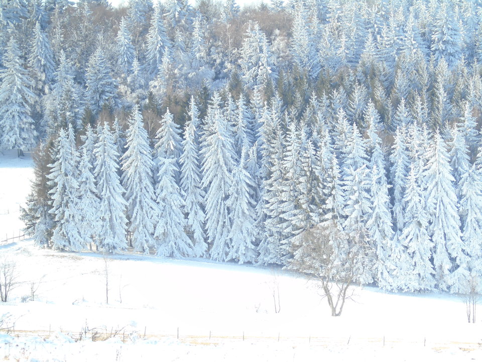 DSC00268.JPG - bosmat45