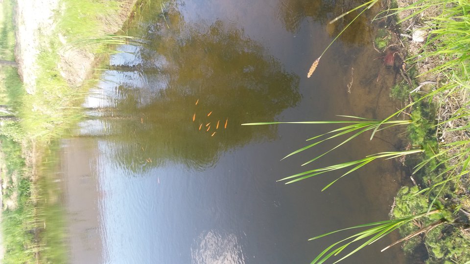 20160523_164656.jpg - Pan_kotka0