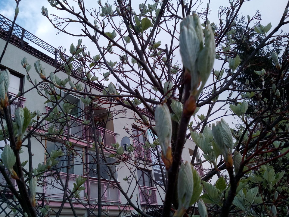 IMG_20170422_142053.jpg - kostek1234