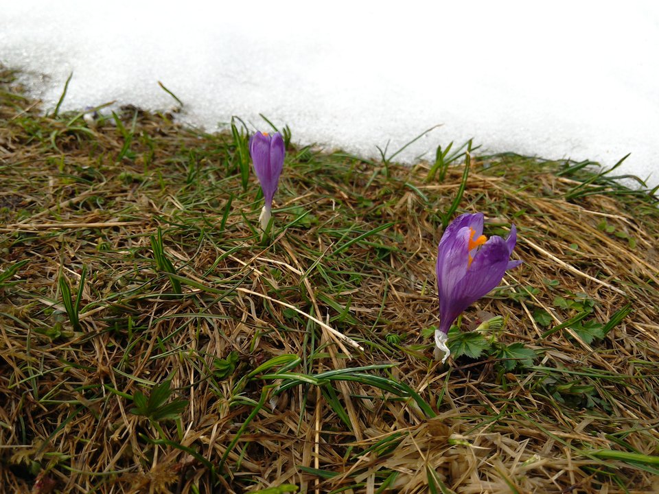 tmp_29321-IMG_20170425_1556121423278674.jpg - grzeskce