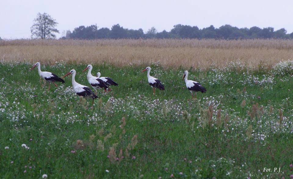 14022130_343189686013010_491140429681430908_n.jpg - kasia1966