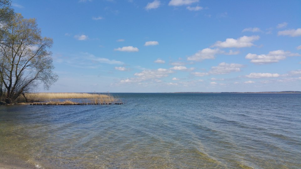 20170502_102756.jpg - rumianek