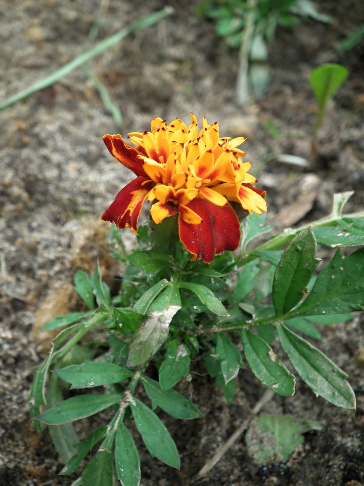 DSCF0994.JPG - NauczeCieLatac