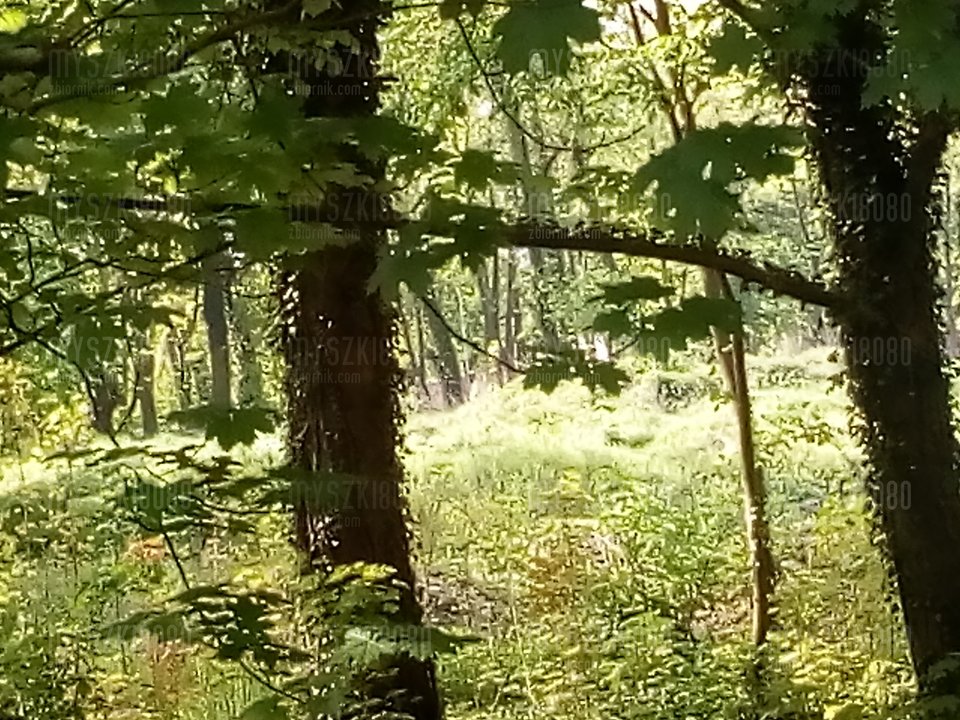 1494749770241-1768487011.jpg - MYSZKI8080