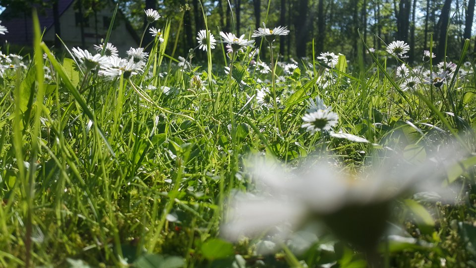 Stokrotkowe poletko - Naom__e