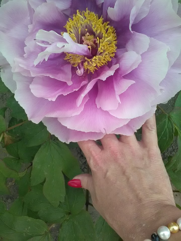 piwonia - MarkizaLambert