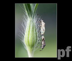 ROBACZKI TEŻ TO LUBIĄ