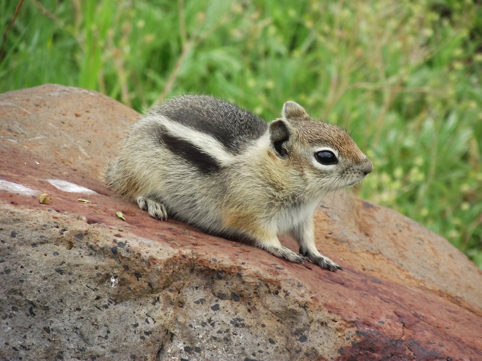 2010_09090003.JPG - arizonski