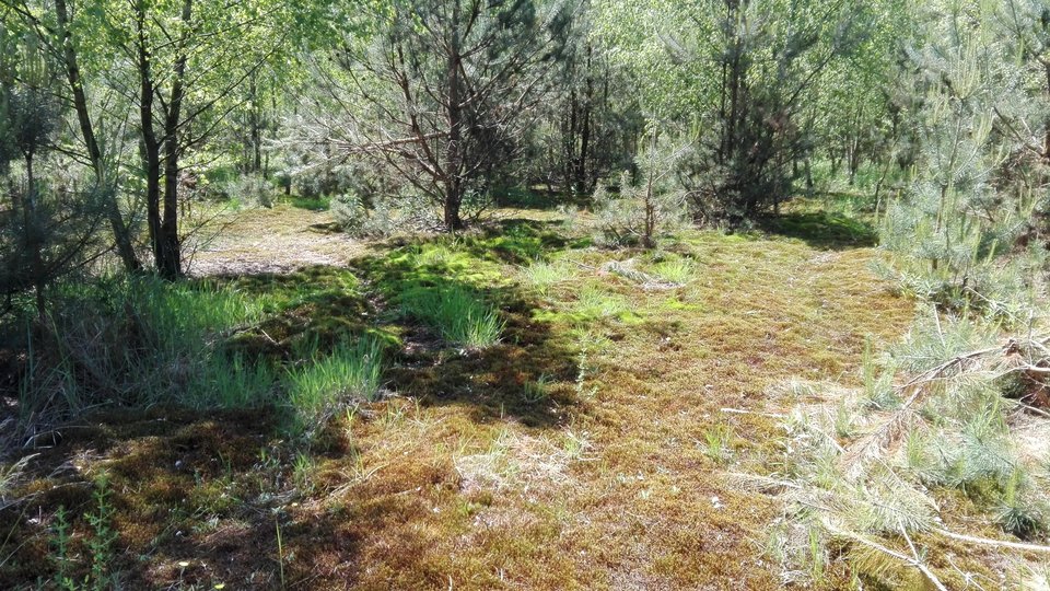 IMG_20170603_123206.jpg - ArMagLLe