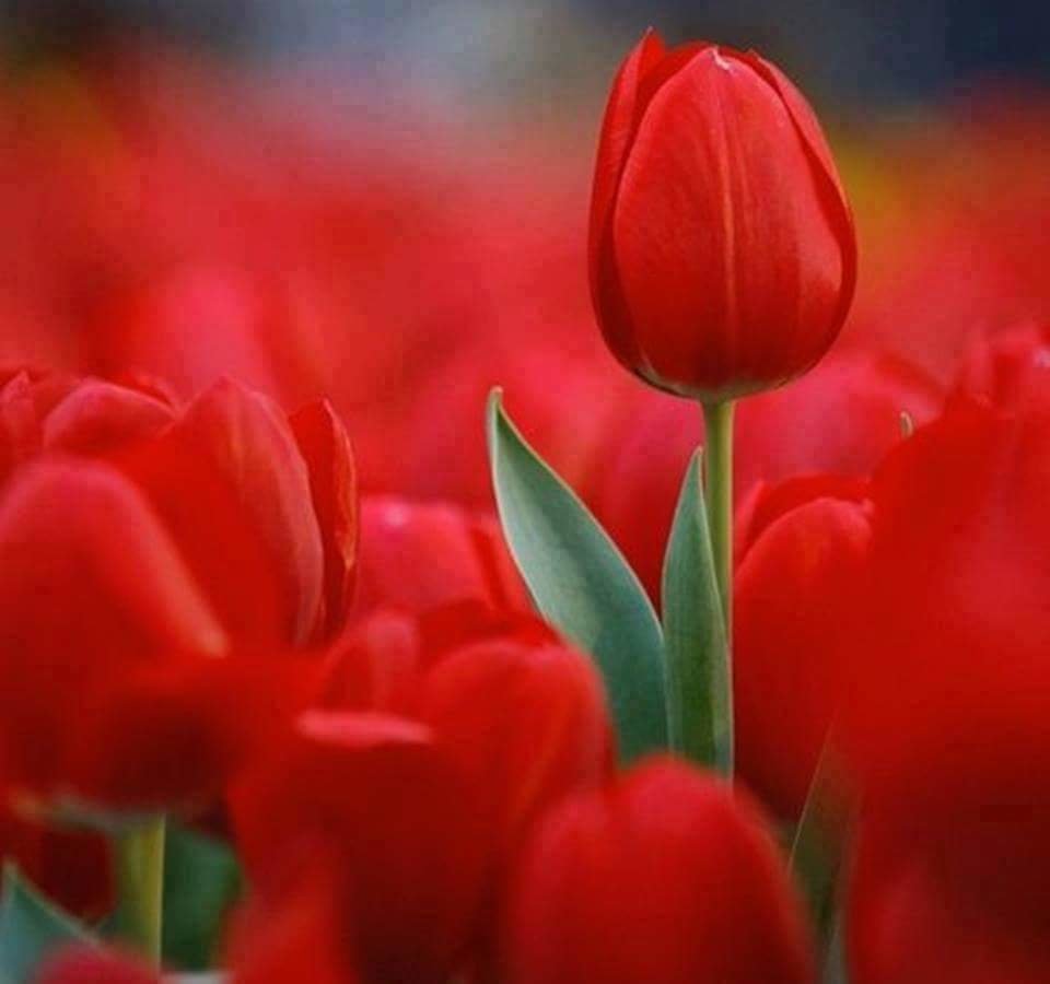 tulipany.jpg - robsson69
