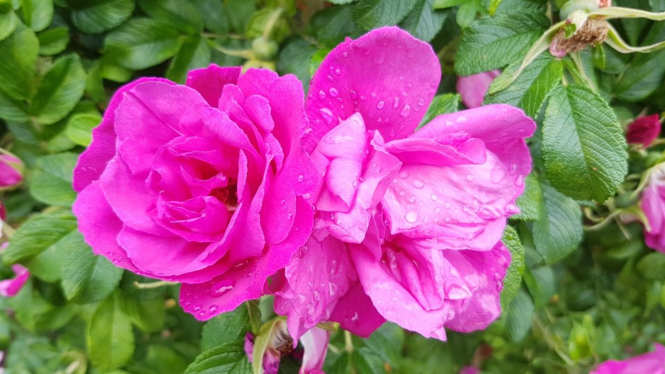 20170617_121556.jpg - destroy