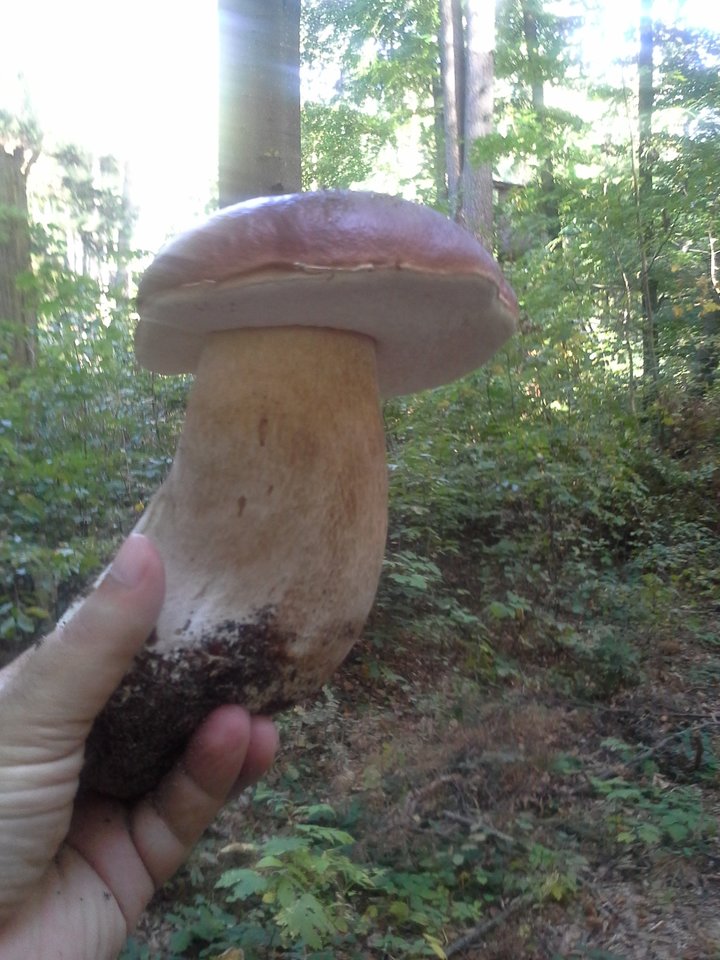 20151002_130131.jpg - Zlasu70