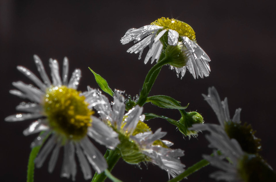 Też roślinka :)) - mystic