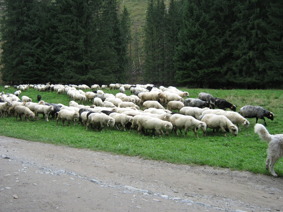 IMG_5625.JPG - krakusek55