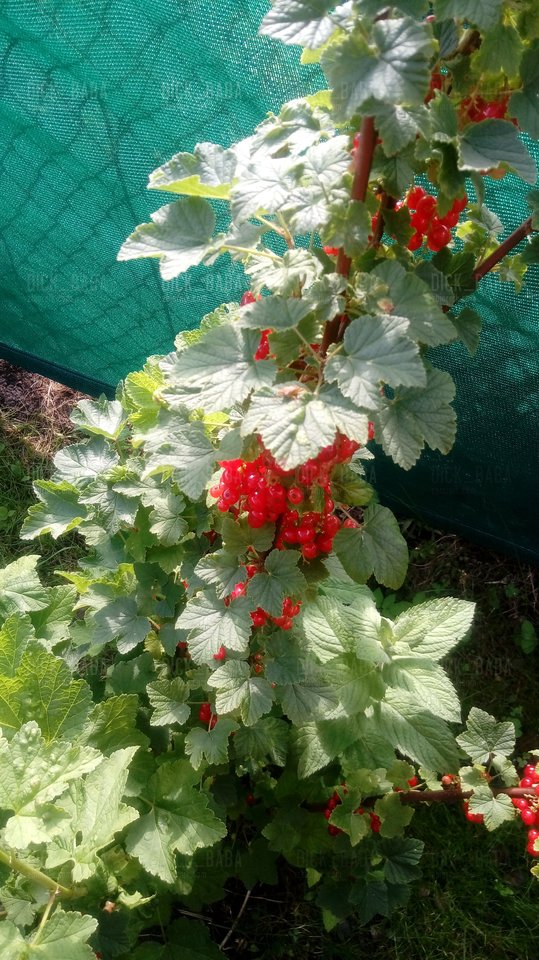 20170625_164246.jpg - dick_baba