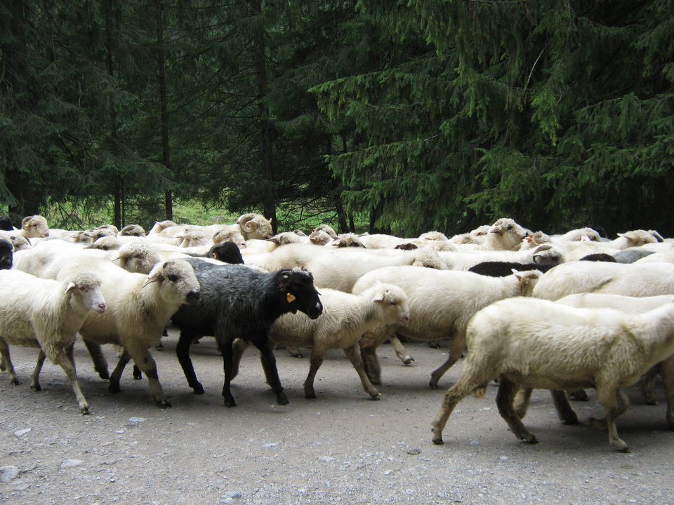 IMG_5631.JPG - krakusek55