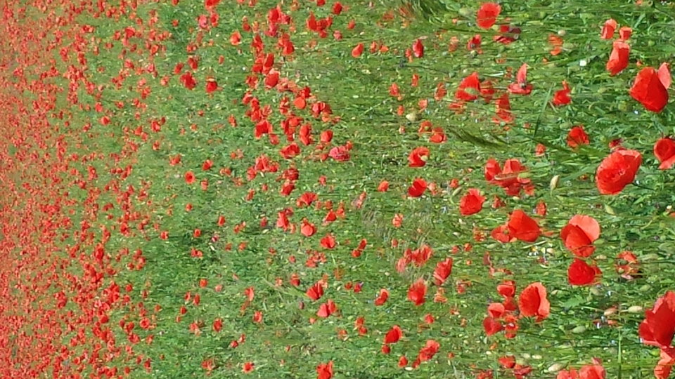 20170618_131007.jpg - Karolsun38