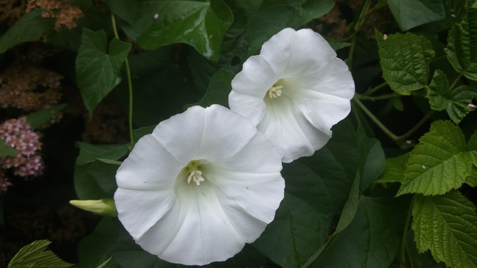 20170701_101016.jpg - grist