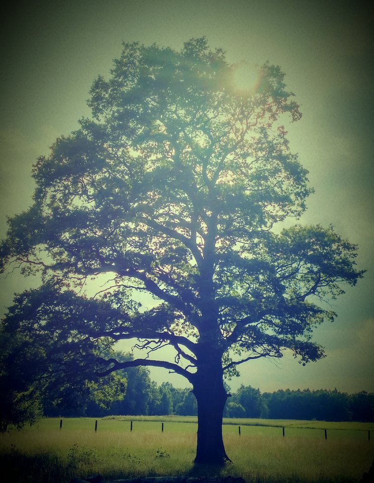 IMG_20170702_222759.jpg - glionaon1