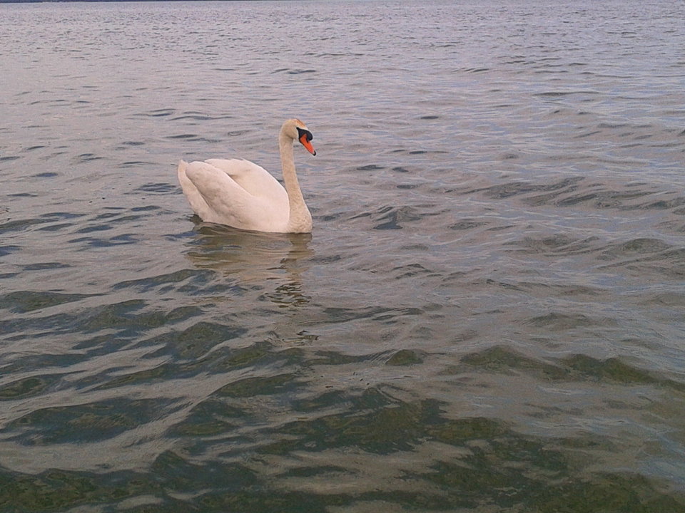 Zdjęcie-0020.jpg - lookin_