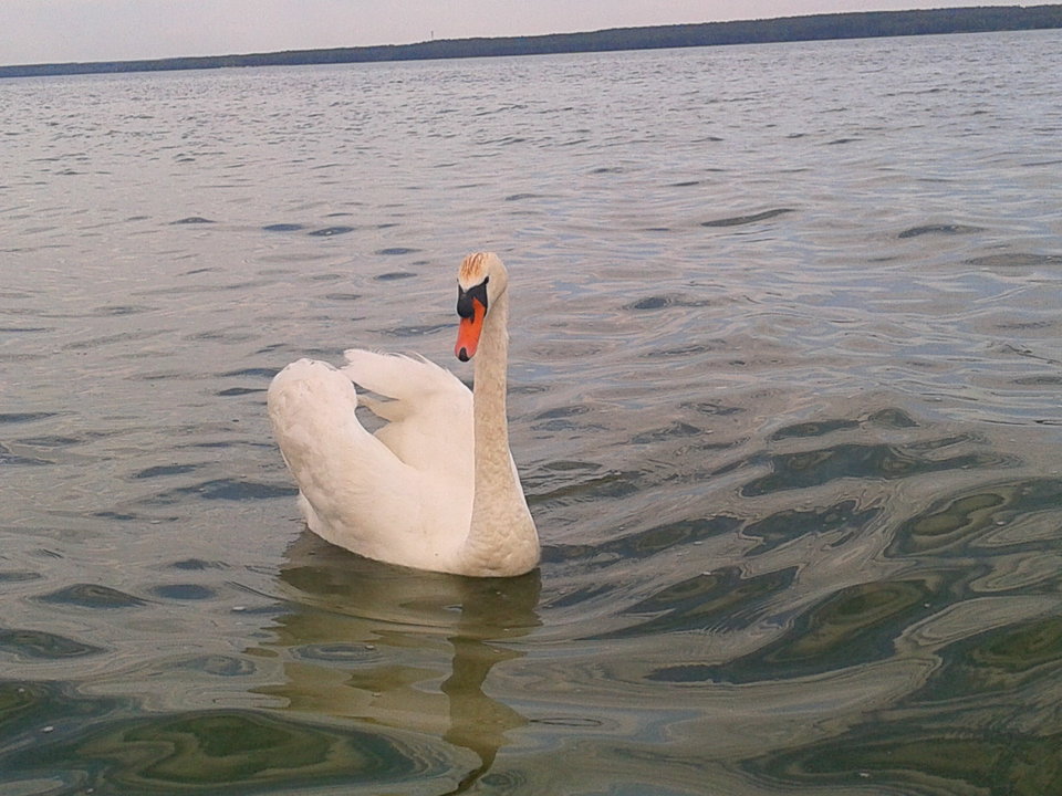 Zdjęcie-0021.jpg - lookin_