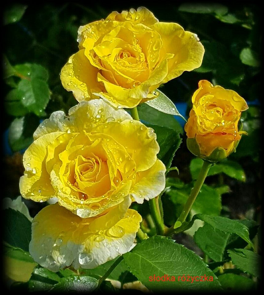🌹🍃🌹🍃🌹🍃🌹🍃 - Slodka_Rozyczka
