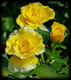 🌹🍃🌹🍃🌹🍃🌹🍃