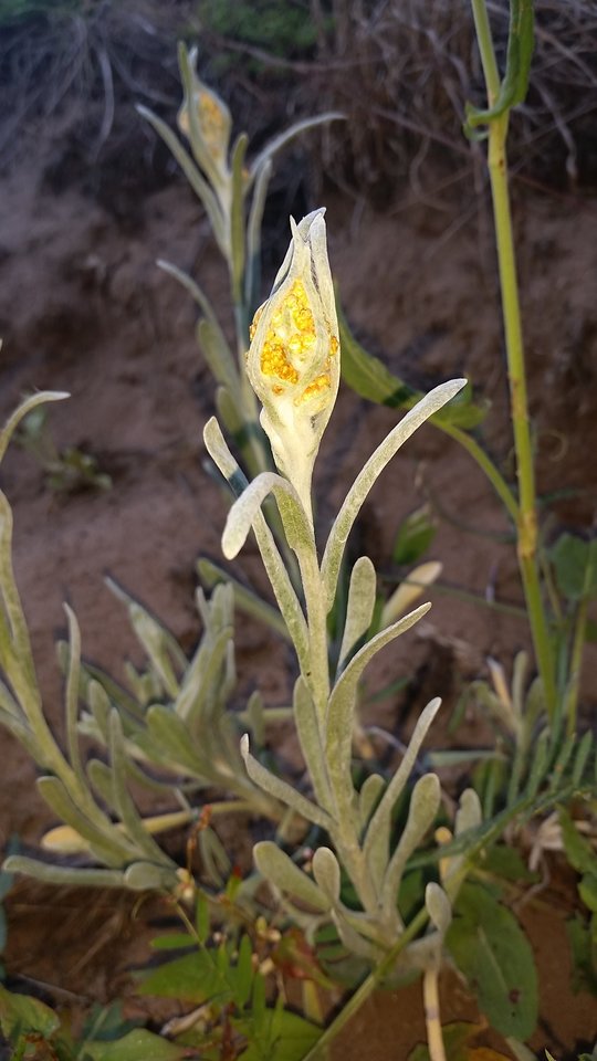 20150627_183835.jpg - skrad_dleihs