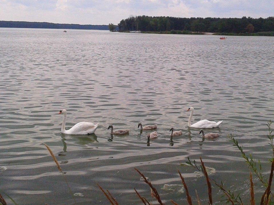 Zdjęcie-0024.jpg - lookin_