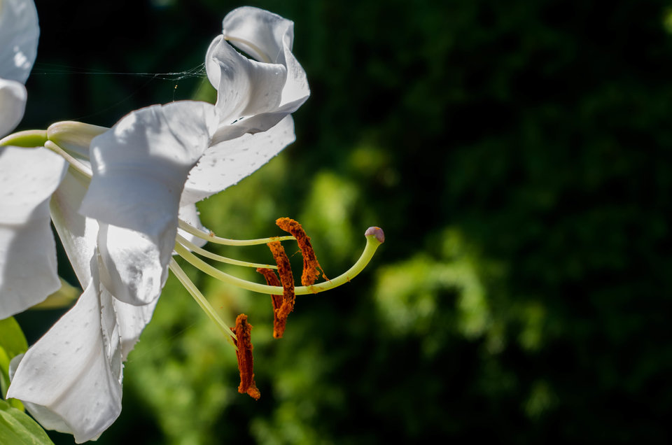 Kwiat o zabarwieniu erotycznym.... - mystic