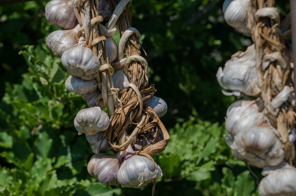 Coś na wampiry :)) - mystic